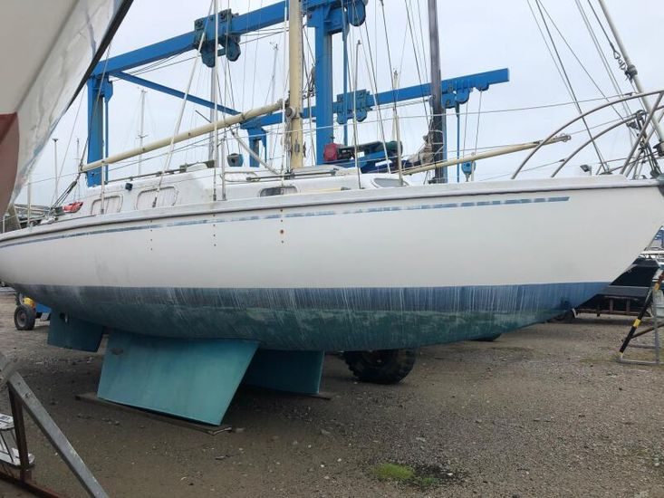 Kingfisher 30