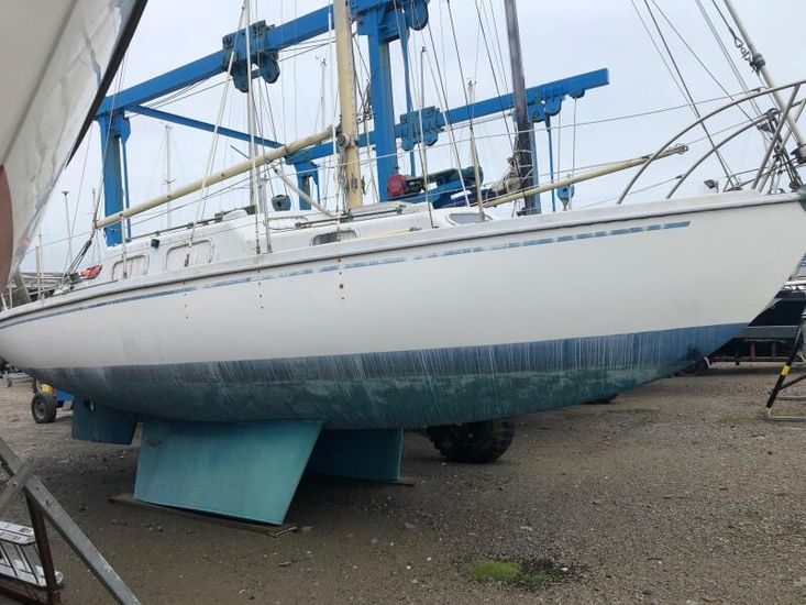 Kingfisher 30