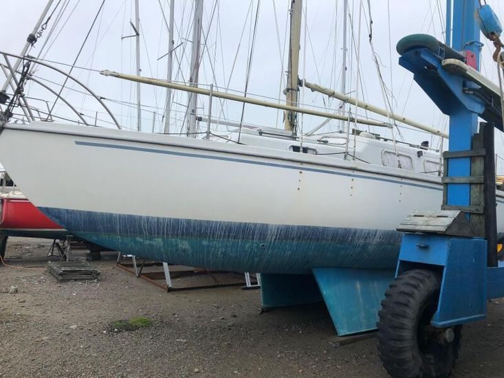 Kingfisher 30